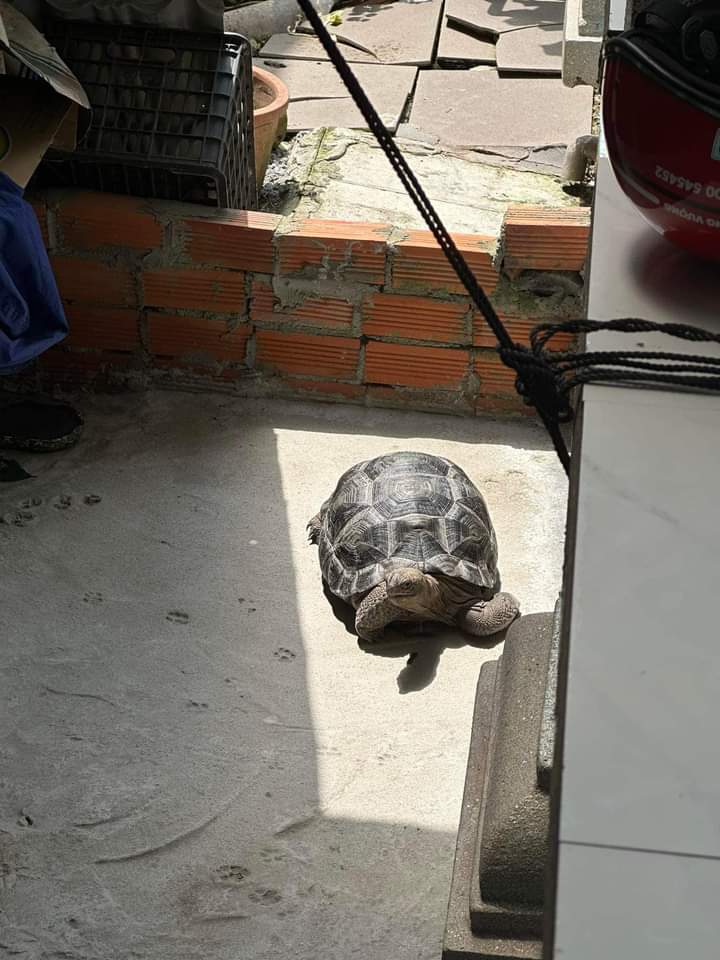 trutle_official's tweet photo. i like it 🥰🥰  #turtle  #turtles #tortoise #tortoises #babytortoise https://t.co/UCTqvLuykd