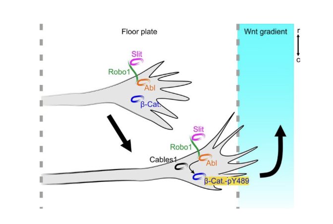 Nikole Zuniga Quiroz (@nizuqu) on Twitter photo I’m happy to share that my PhD work is finally out in <a href="/Dev_journal/">Development</a> ! In this study we describe the role of Cables1 and phosphorylated Y489 β-Catenin in commissural axon guidance. Many thanks to <a href="/AxonsAlex/">Alexandre Dumoulin @axonsalex.bsky.social</a> and <a href="/GiuseppVaccar17/">Giuseppe Vaccaro</a> for continuing this project journals.biologists.com/dev/article/do… I’m happy to share that my PhD work is finally out in <a href="/Dev_journal/">Development</a> ! In this study we describe the role of Cables1 and phosphorylated Y489 β-Catenin in commissural axon guidance. Many thanks to <a href="/AxonsAlex/">Alexandre Dumoulin @axonsalex.bsky.social</a> and <a href="/GiuseppVaccar17/">Giuseppe Vaccaro</a> for continuing this project journals.biologists.com/dev/article/do…