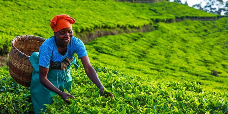 Zimbabwe Ensures Food Security Amidst Rainfall Projections
#streeteye #communitynews
Read More: 👇🏾
orbitinternational.org/?p=2439