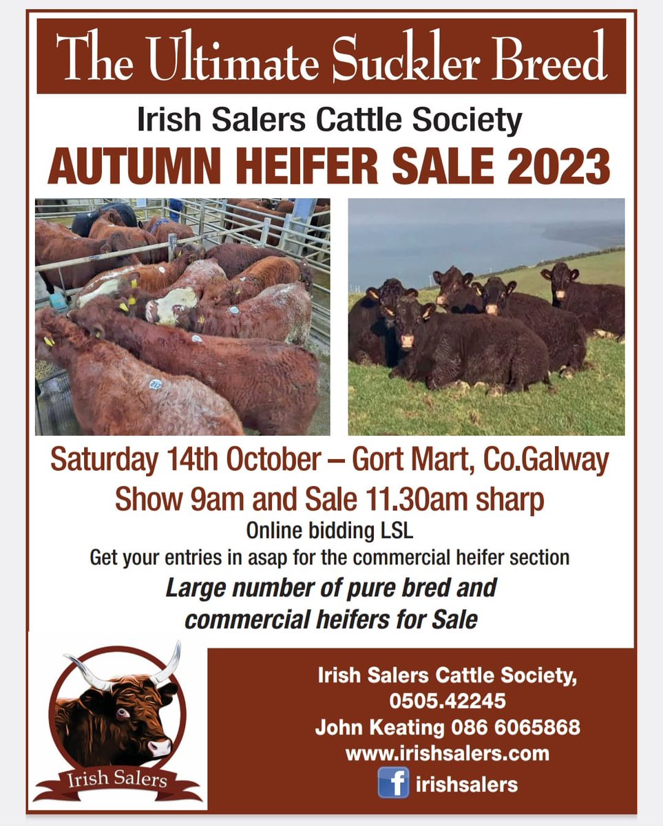 Saler Cattle Ire. (@salerscattle1) on Twitter photo 