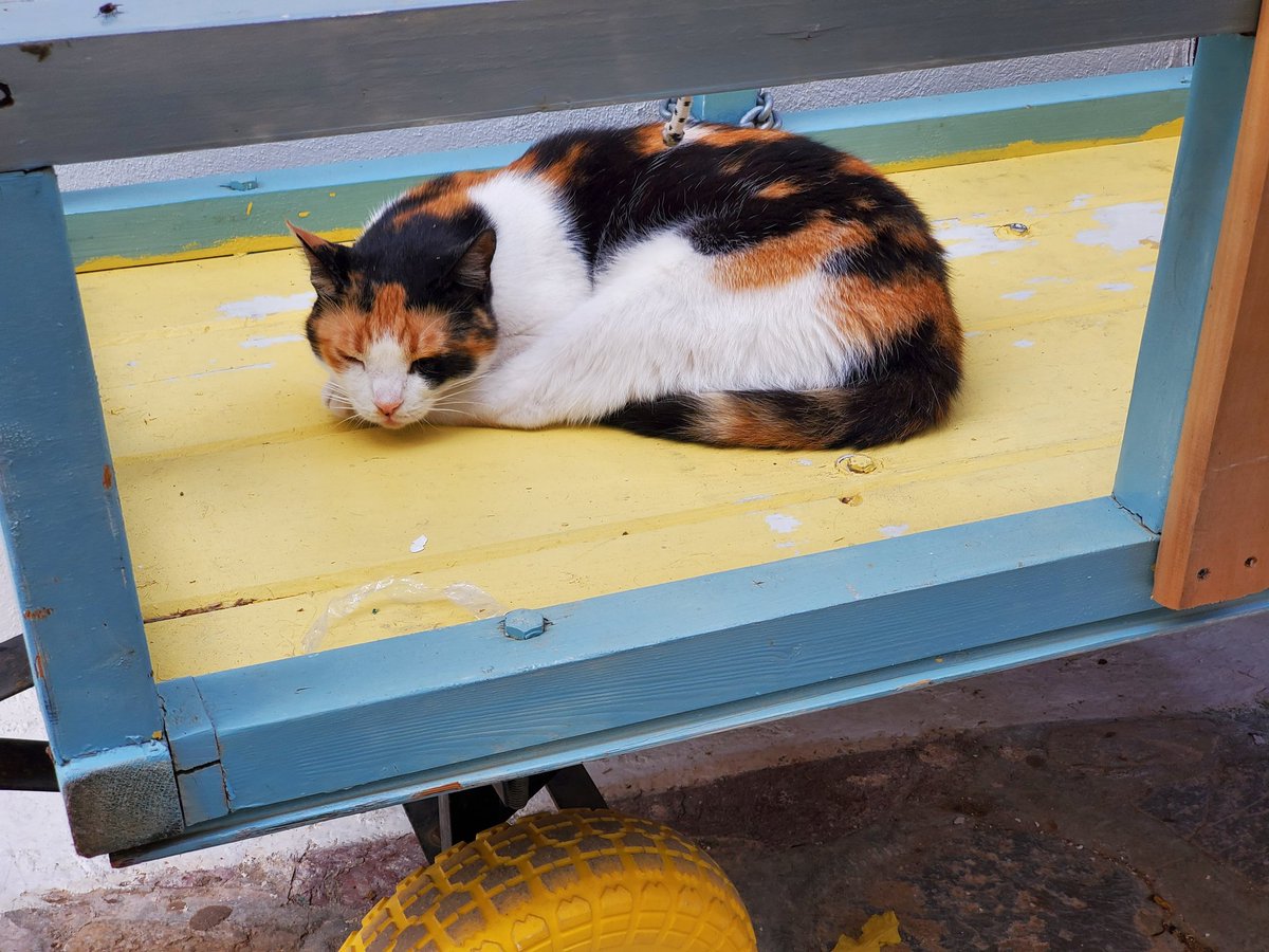 Island of Hydra, or cat paradise!!