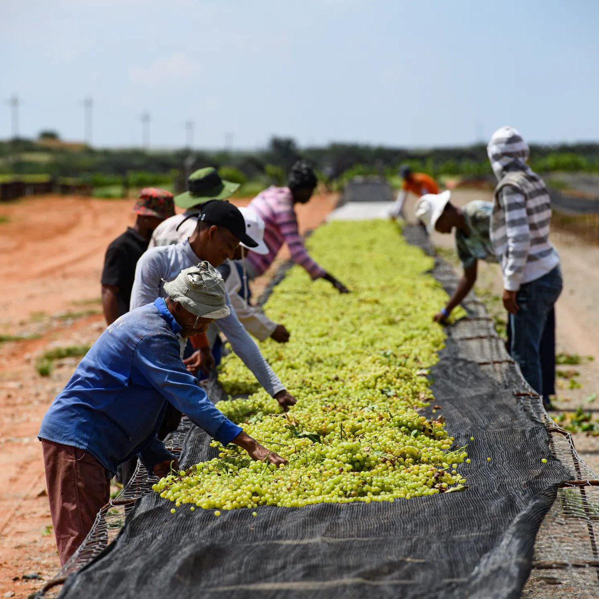 All South African Raisin farming techniques aim to protect the environment, public health and human communities, as well as ensure complete traceability, which begins with the grower 🧑‍🌾

#farmers #fruitgrowers #fruitindustry #fruitfarming #newrecipe