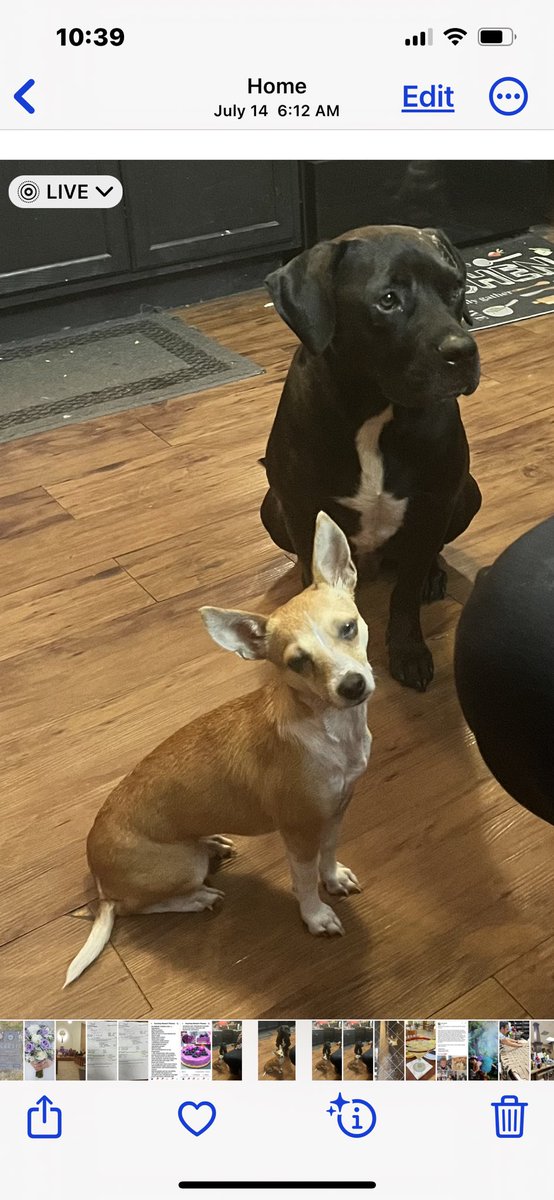 noracisneros's tweet photo. @Phil_Sledge This is the last photo of both of my dogs begging for food. https://t.co/LwlKtAJ6Ee