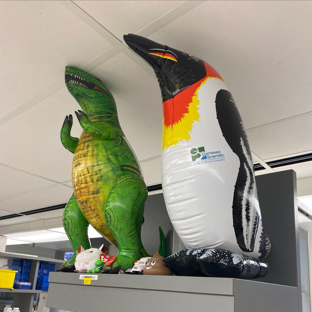 geneseesci's tweet photo. 👀 SPOTTED! Pebbles the Penguin 🐧 being accompanied by Gene the Genesee Dinosaur 🦖 at the Panoskaltsis-Mortari Lab. Happy to see them living in harmony!
#PebblesLabLife #GeneTheDinosaur #geneseesci https://t.co/7gKx8wxbHH