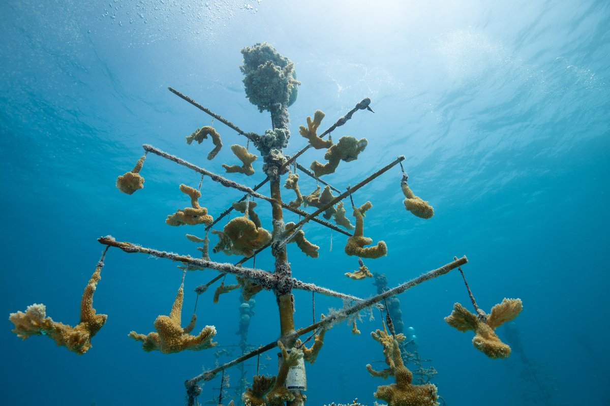 Coral reefs across the Florida Keys and the Caribbean are dying due to the extreme heat wave this summer. Restoration efforts have taken a fatal hit. Read the story in @vox by grantees Benji Jones (@BenjiSJones) and Jennifer Adler (@jadlerphoto). bit.ly/3LzJMuX