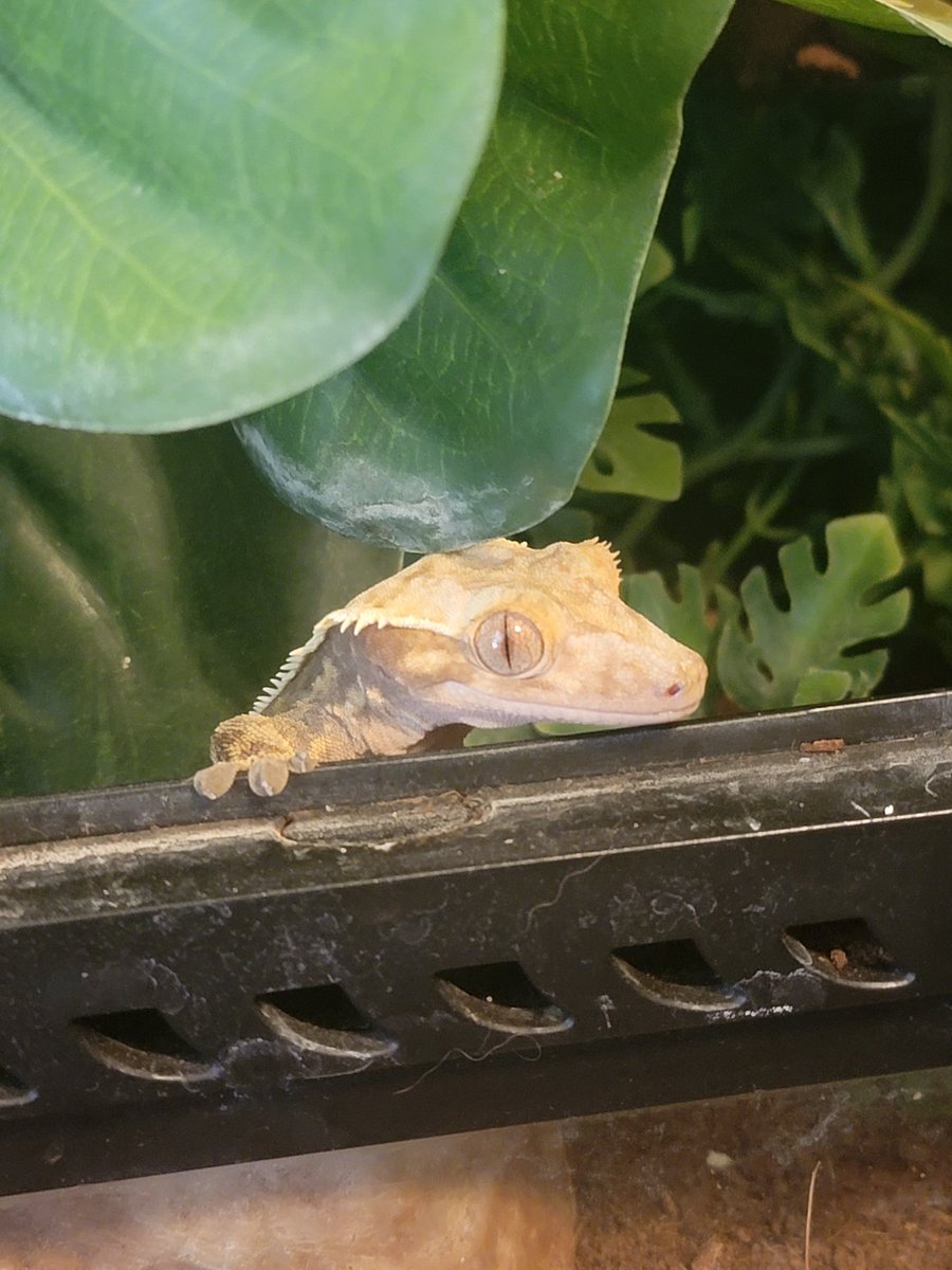 CherryFudge96's tweet photo. Got any worms? https://t.co/b5fTUcDrUl