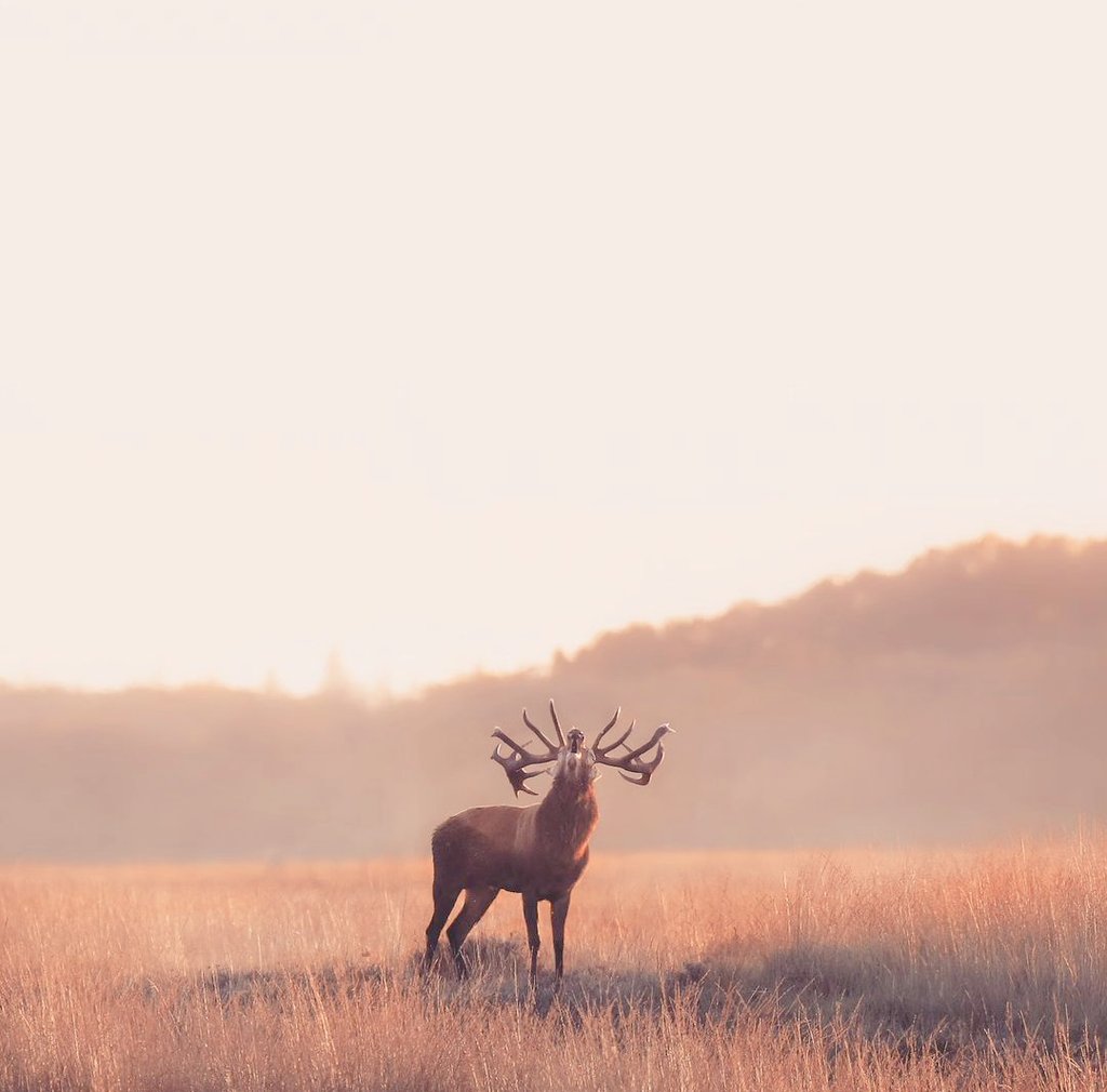 c_gathier's tweet photo. Het bronstseizoen is begonnen
Blijft een indrukwekkend schouwspel,
helemaal wanneer een prachtig edelhert vlak voor zonsondergang op een heuvel staat te burlen #bronst #burlen #veluwe #edelhert #rut #waarneming @Natuurmonument https://t.co/NfpLVvFH9J