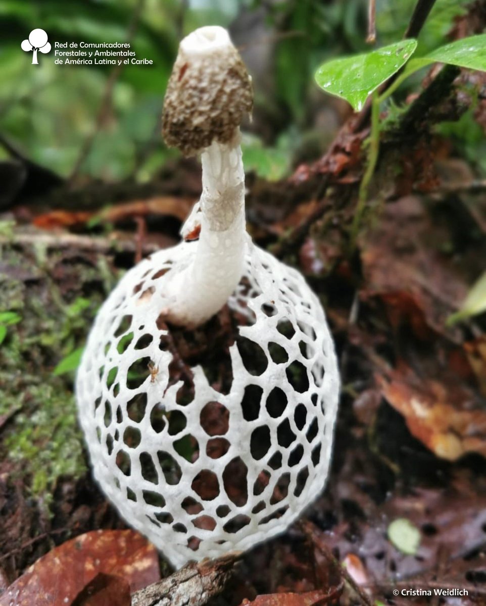 #DíadeEducaciónAmbiental
¿Conocen este hongo 🍄?
Hongo de bambú o velo de (Phallus indusiatu).
Comúnmente llamado velo de novia, de la familia Phallaceae. Aparece en bosques, jardines y clima tropical.

F.:  n9.cl/fjxo5
Cristina Weidlich 📸

#RECOFALC #Comunicación