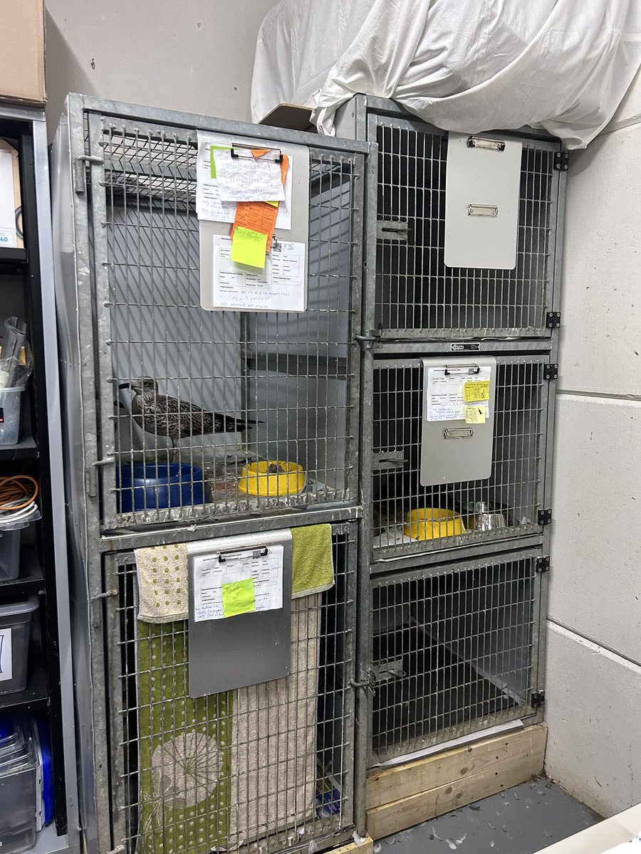 Carin Tawfik tweet media