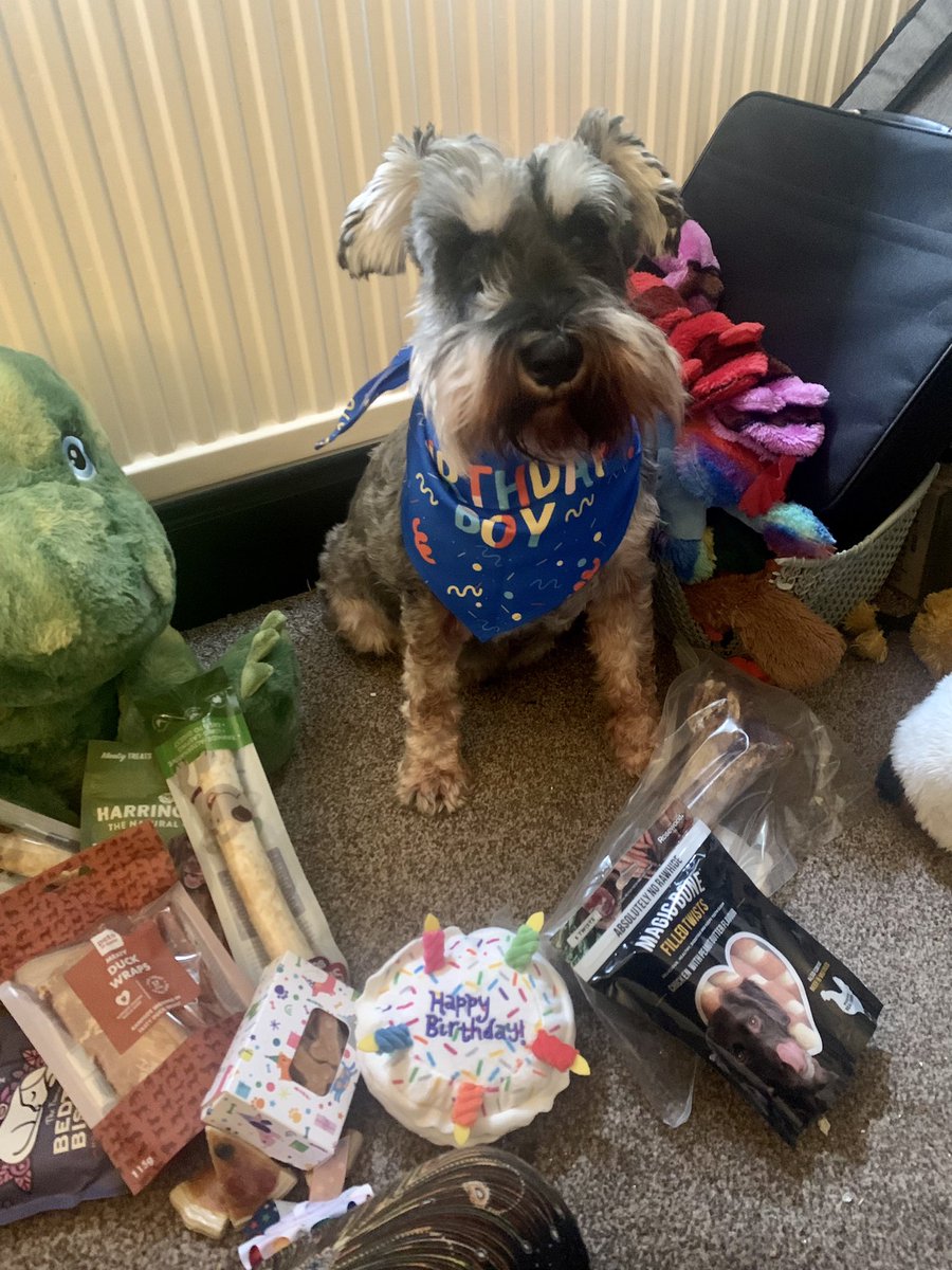 Arnie the Mini Schnauzer tweet media