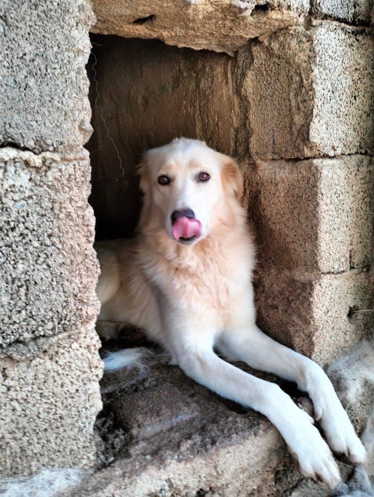 pattyfra1's tweet photo. GIUSY PRAINO
- Calabria
🆘GEMMINA CERCA CASA🆘
3 anni ca tg medio grande
Di buon carattere ma non va d’accordo con i gatti
🎒Pronta per l’adozione🎒
⏩️INFO ☎️345.1125.855
#gemmina #canicercacasa
🙏FATE GIRARE, questa povera anima ha bisogno di una casa🙏🆘🏡🐾❤️ https://t.co/wWMSD3t3Vk