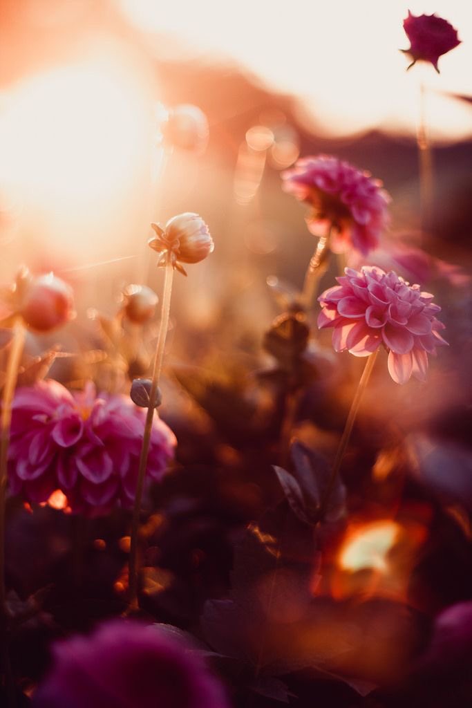 AnhelodeLuz's tweet photo. Abre tu Corazón al Sol. https://t.co/gWJkuJluj1