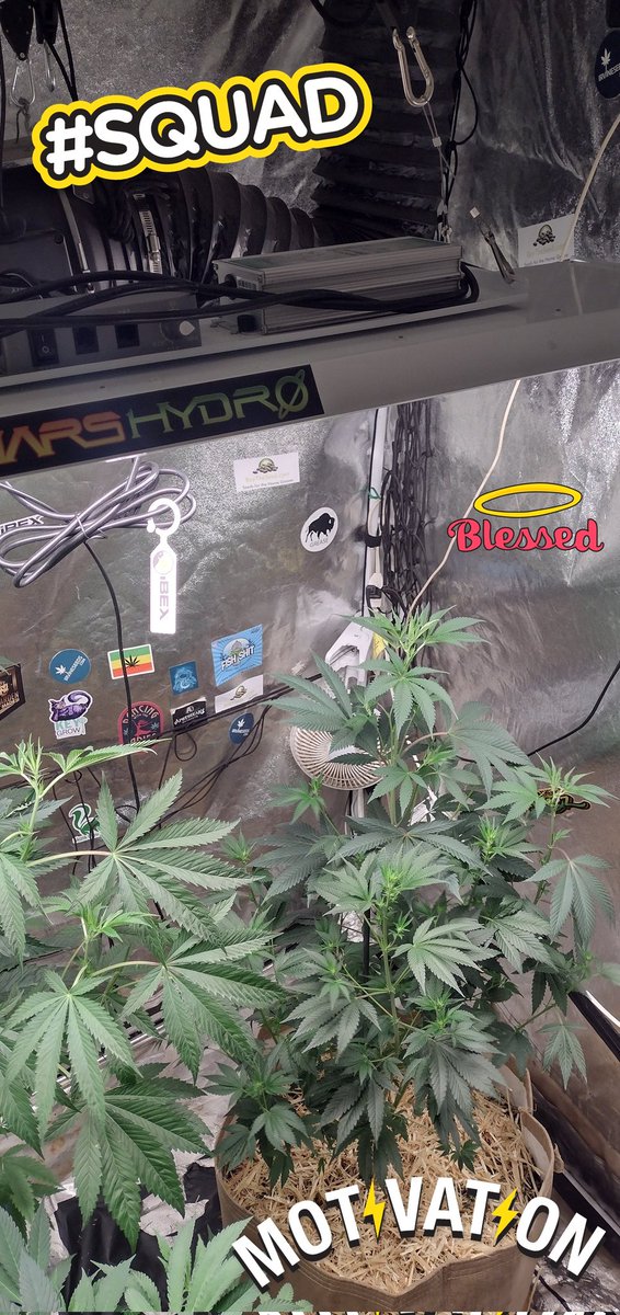 DjVisionaire's tweet photo. Topdressed my #LivingSoil W/ @BuildASoil #CraftBlend #Bokashi #WormCastings #RootWise Going into Flower under theπ‘@MarsHydroLight #Tsl2000 300 Watt Full Spectrum #LedGrowLight πͺπ
#growyourown #CannabisCommunity #cannabisgrower #Growmies #420community #Wednesdayvibe #Weedmob https://t.co/hxJwRQOFBY