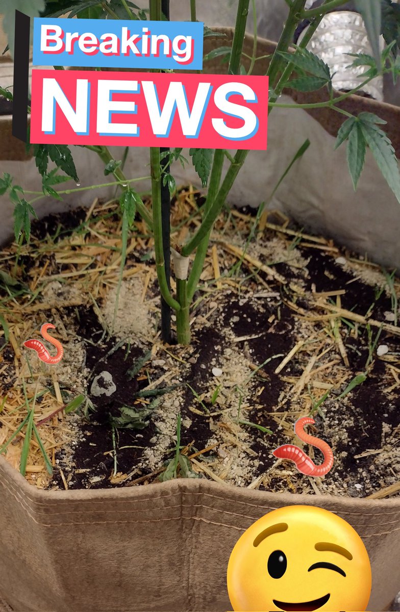DjVisionaire's tweet photo. Topdressed my #LivingSoil W/ @BuildASoil #CraftBlend #Bokashi #WormCastings #RootWise Going into Flower under theπ‘@MarsHydroLight #Tsl2000 300 Watt Full Spectrum #LedGrowLight πͺπ
#growyourown #CannabisCommunity #cannabisgrower #Growmies #420community #Wednesdayvibe #Weedmob https://t.co/hxJwRQOFBY