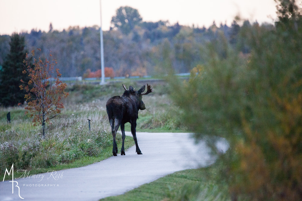 Memory Roth (@memoryroth) on Twitter photo You never know who you will meet along the path! @StA_Recreation <a href="/CityofStAlbert/">City of St Albert</a> #moose #fall #photography <a href="/stalbertgazette/">St Albert Gazette</a> <a href="/statweetup/">StAlbertTweetUp</a> You never know who you will meet along the path! @StA_Recreation <a href="/CityofStAlbert/">City of St Albert</a> #moose #fall #photography <a href="/stalbertgazette/">St Albert Gazette</a> <a href="/statweetup/">StAlbertTweetUp</a>