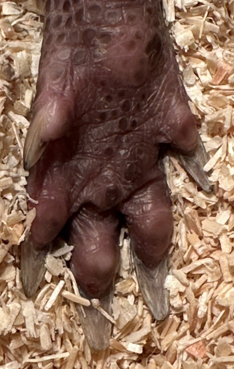 fudgeandco's tweet photo. Here’s a few more clues to the identity of our new arrivals… 🧐😂 should be a bit easier now 😉 https://t.co/D6MgeiK3oz