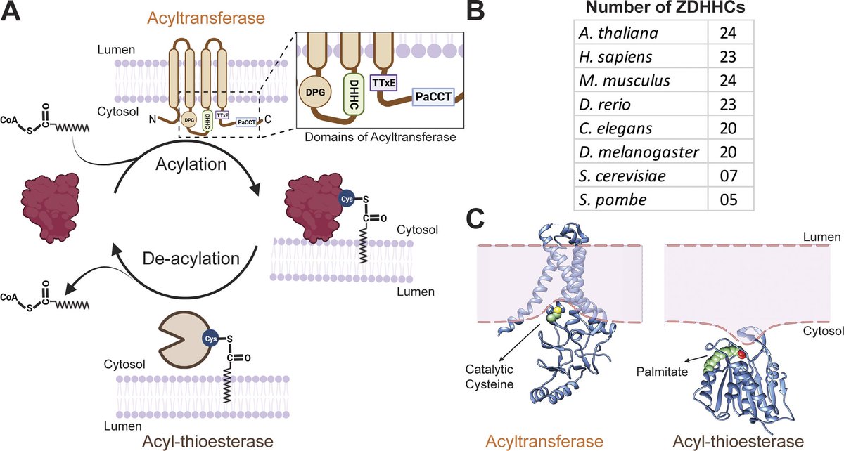 M. Umair Anwar (@mumairanwar1) on Twitter photo Delighted to share our take on the only reversible lipid PTM--S-acylation as a major regulator of protein dynamics and function and its implications in health and disease in <a href="/JCellBiol/">Journal of Cell Biology</a> . @gvdgoot Thanks so much. Proud! Highlights in thread (1/7)
rupress.org/jcb/article/22… Delighted to share our take on the only reversible lipid PTM--S-acylation as a major regulator of protein dynamics and function and its implications in health and disease in <a href="/JCellBiol/">Journal of Cell Biology</a> . @gvdgoot Thanks so much. Proud! Highlights in thread (1/7)
rupress.org/jcb/article/22…