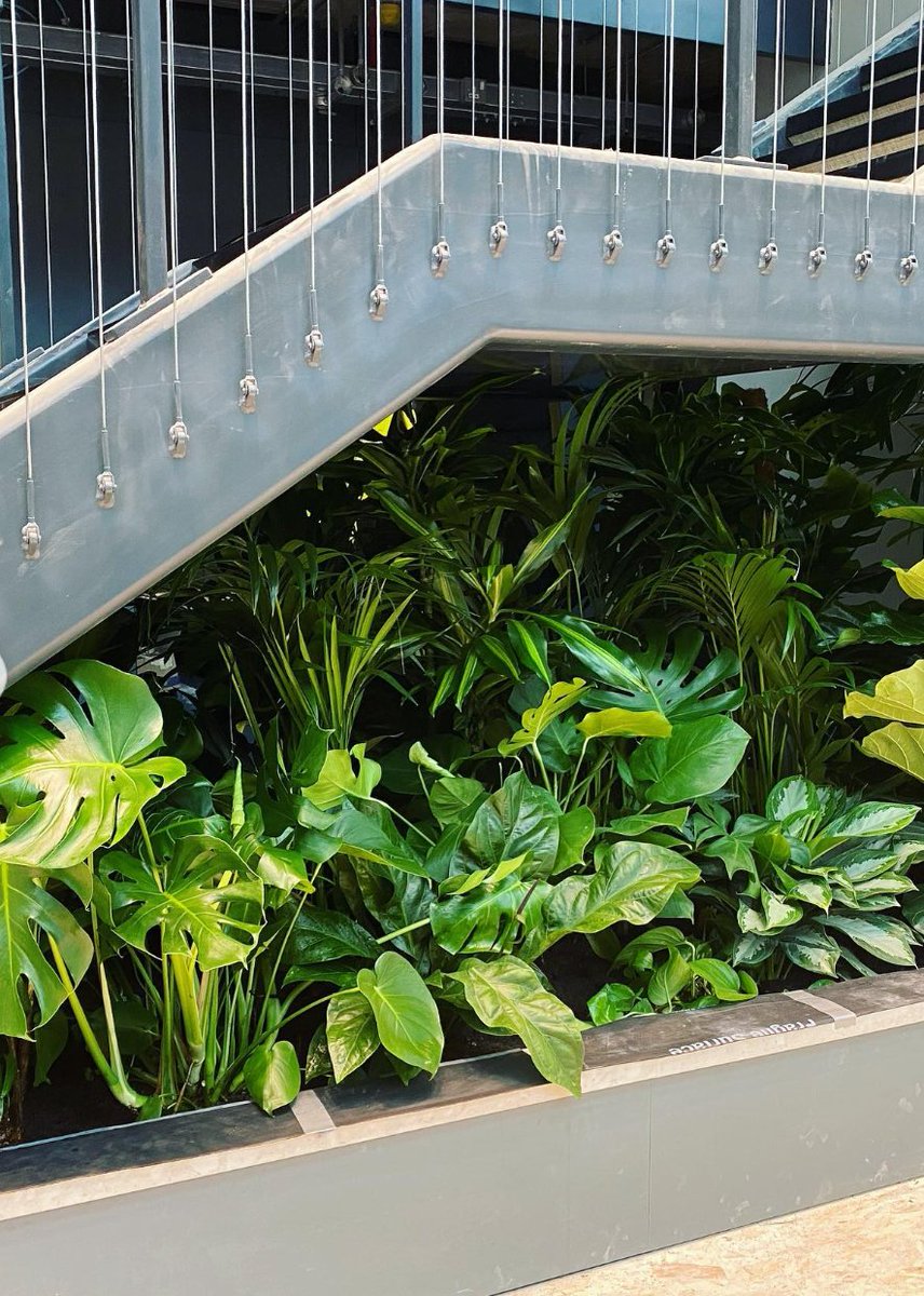 JustPlants's tweet photo. A few pictures from some recent planting projects...

Have a great day everyone! 

#plants #plantsinoffice #plantsmakepeoplehappy #plantlife🌱 https://t.co/UCeAk1bE1s