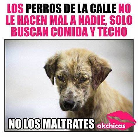 Los perros en  la calle son  la inocencia que camina ,la consecuencia de  leyes inútiles, de los cobardes que les abandonaron  ,de los  indiferentes que no les ayudaron,ni les adoptaron   
Ellos no quieren maltrato 
Tienen derecho a  un hogar 
#AdoptaNoCompres