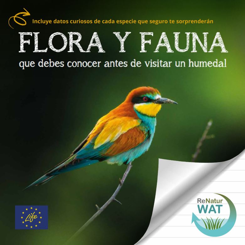 LifeRenaturwat's tweet photo. Guía de flora y fauna, elaborada por @FGlobalNature , en el marco del proyecto LIFE Renaturwat, recoge algunas de las especies más representativas de los humedales valencianos.  https://t.co/aRTjZaNIFM https://t.co/xx3UQ2A4LR
