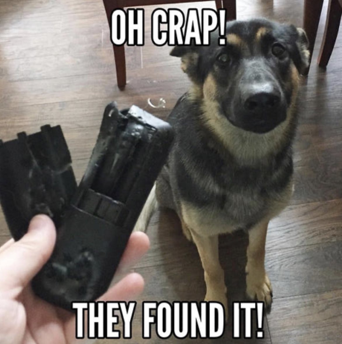 Loganthegs's tweet photo. Dude! It was the cat I swear

#GermanShepherd #dogs https://t.co/bcoSo6tfc3