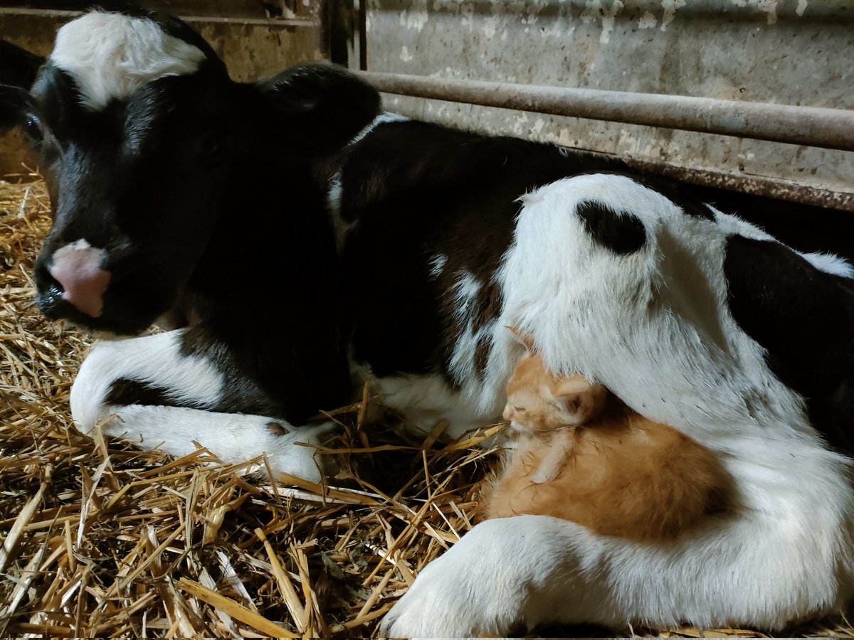 sdfhideto's tweet photo. 今日も一日お疲れ様でした!😁
子牛🐮さんの哺乳が終わって帰ろうとしたら😁
ほっこりほっこり😁
みなさんおやすみなさい😁💤 https://t.co/yg97sVYbdR