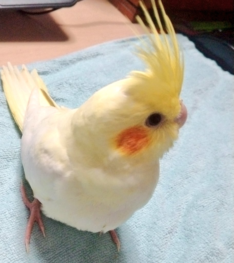 ESTEL0131's tweet photo. ウチに来てから一年。
大きくなりました。 https://t.co/qVH37QSkyo