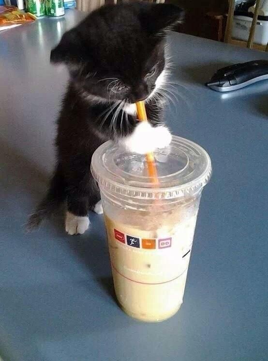 CatsTweet_'s tweet photo. Thirsty cat 

#cats #AVeryGoodGirl #catsfunny #CatsOfTwitter https://t.co/MVi1rWCC97