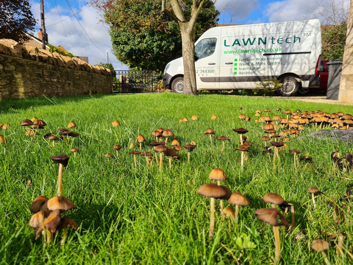 Recent warm and wet weather may result in mushrooms popping up in your lawn. Don't worry they won't harm the lawn. The best thing to do is gently pick them off to stop spores spreading 🍄

#lawncare #lawncareuk #autumnlawncare #lawncaretips #lawncareadvice #lawncarexperts