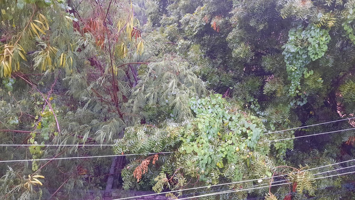 HereMgp's tweet photo. @TsspdclCorporat
Tree branches touching and the verge of falling on electric wires behind bala gardens roads-balapur, which may cause a short circuit.

Kindly have a look into this and cut the tree branches at the earliest. And your timely action will avoid any untoward incident. https://t.co/tuGeCHmlKQ