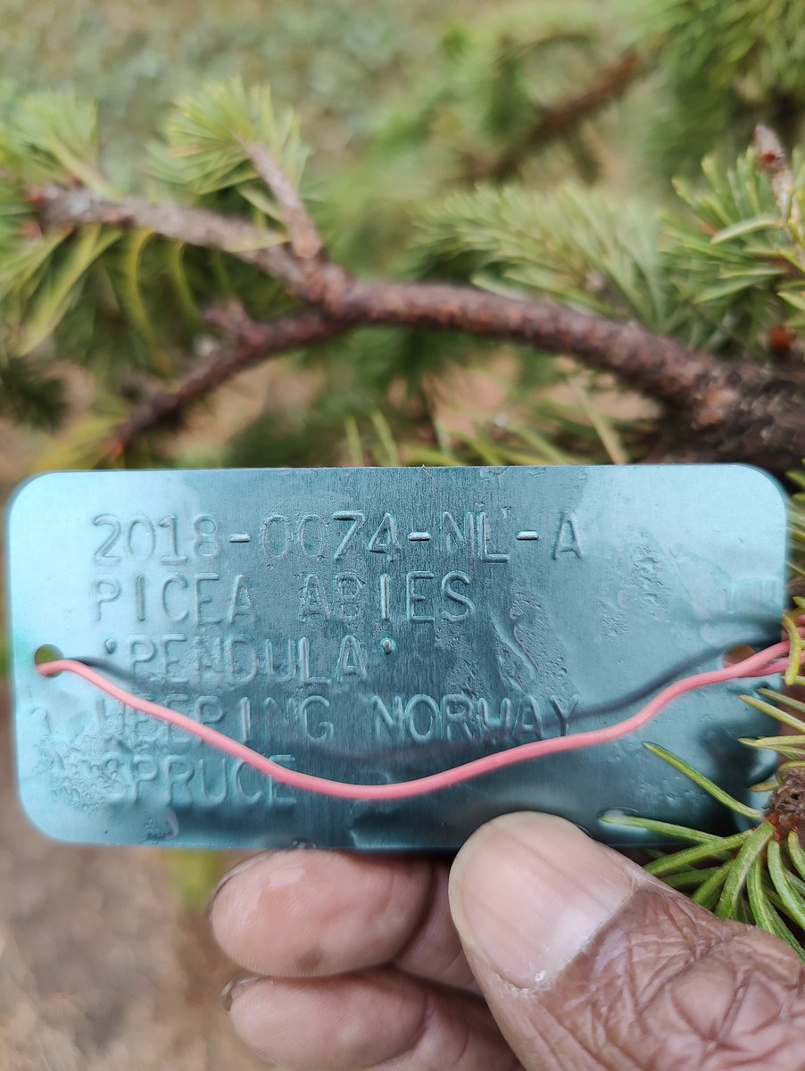 krypto_vagabond's tweet image. Selfie&apos;s w/ tree frens. #Picea 
😍