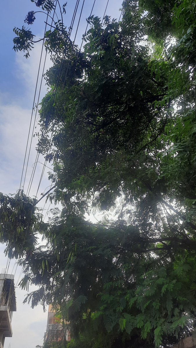 HereMgp's tweet photo. @TsspdclCorporat
Tree branches touching and the verge of falling on electric wires behind bala gardens roads-balapur, which may cause a short circuit.

Kindly have a look into this and cut the tree branches at the earliest. And your timely action will avoid any untoward incident. https://t.co/tuGeCHmlKQ
