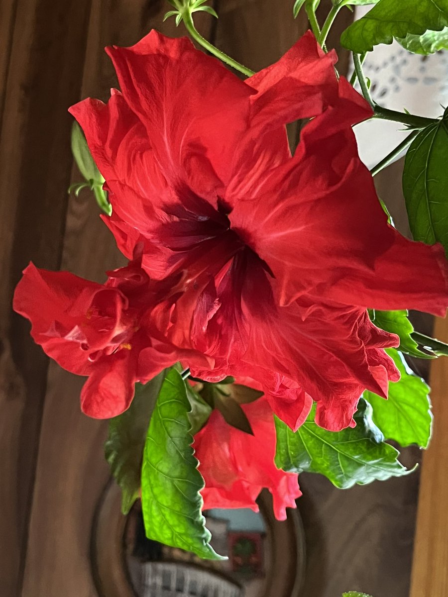 Immaculate and flawless #kiinanruusu #hibiscus #houseplants #indoorgarden #redflowers #flowerphotography #photography #valokuvaus #ThePhotoHour #MacroHour #channel169 #ハイビスカス #히비스커스