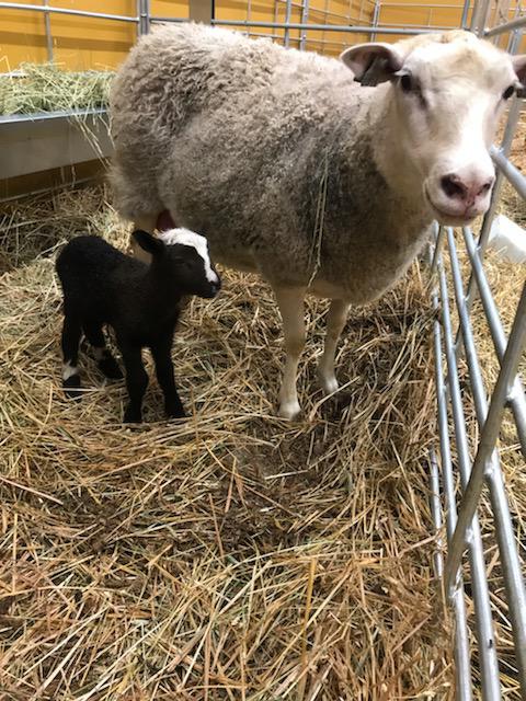 Autismisäätiö tweet media