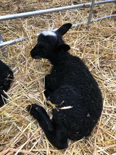 Autismisäätiö tweet media