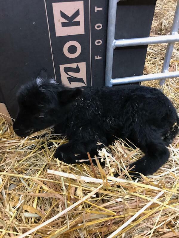 Autismisäätiö tweet media