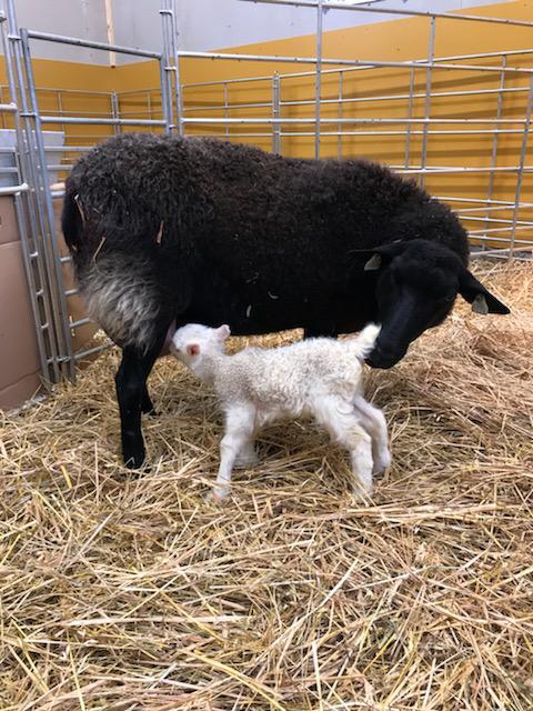 Autismisäätiö tweet media