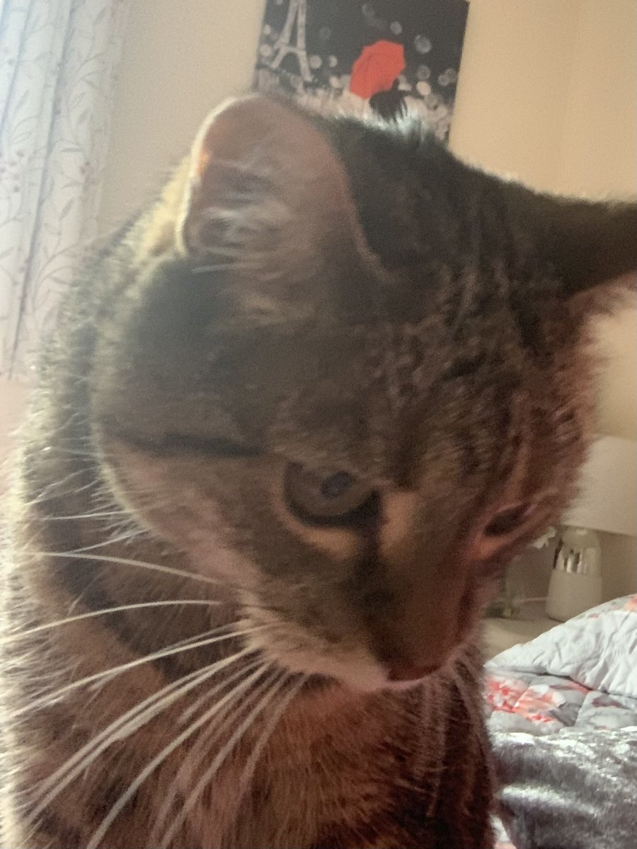 Here we go I pinched the phone and have selfied my whiskers seeing my lazy mum can’t be bothered 😹
#CatsOfTwitter 
#DogsOfTwitter
#SuperSeniorCats