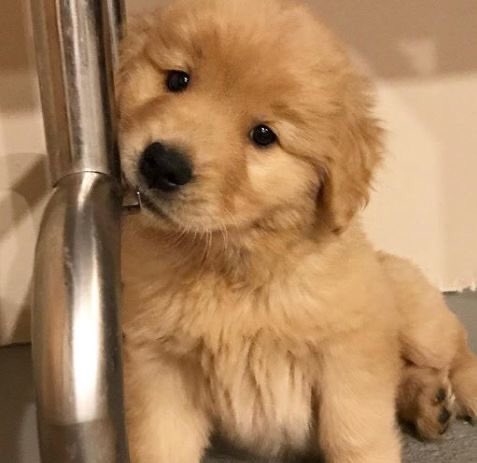takemybear 🐶 tweet media