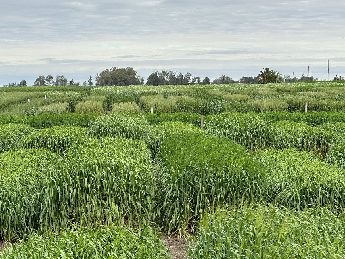 Cardinalseeds's tweet photo. Excelente recorrida del campo experimental de GyE- RAGT-Semillas Cardinal, preparando lo que va a ser una gran jornada el próximo 5 de octubre. https://t.co/nmFGZh5zrt