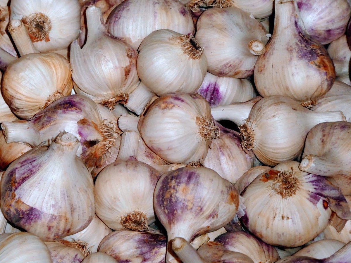 Avomaavihannesten oikea käsittely ja varastointi on laadun edellytys. Kuinka se tehdään? Ilmoittaudu 3.10. pidettävään webinaariin forms.office.com/pages/response…
Tarjolla teknologiatietoa laitetoimittajilta, onnistumisia viljelijältä ja faktaa <a href="/LukeFinland/">Luonnonvarakeskus</a>'n tutkijoilta.