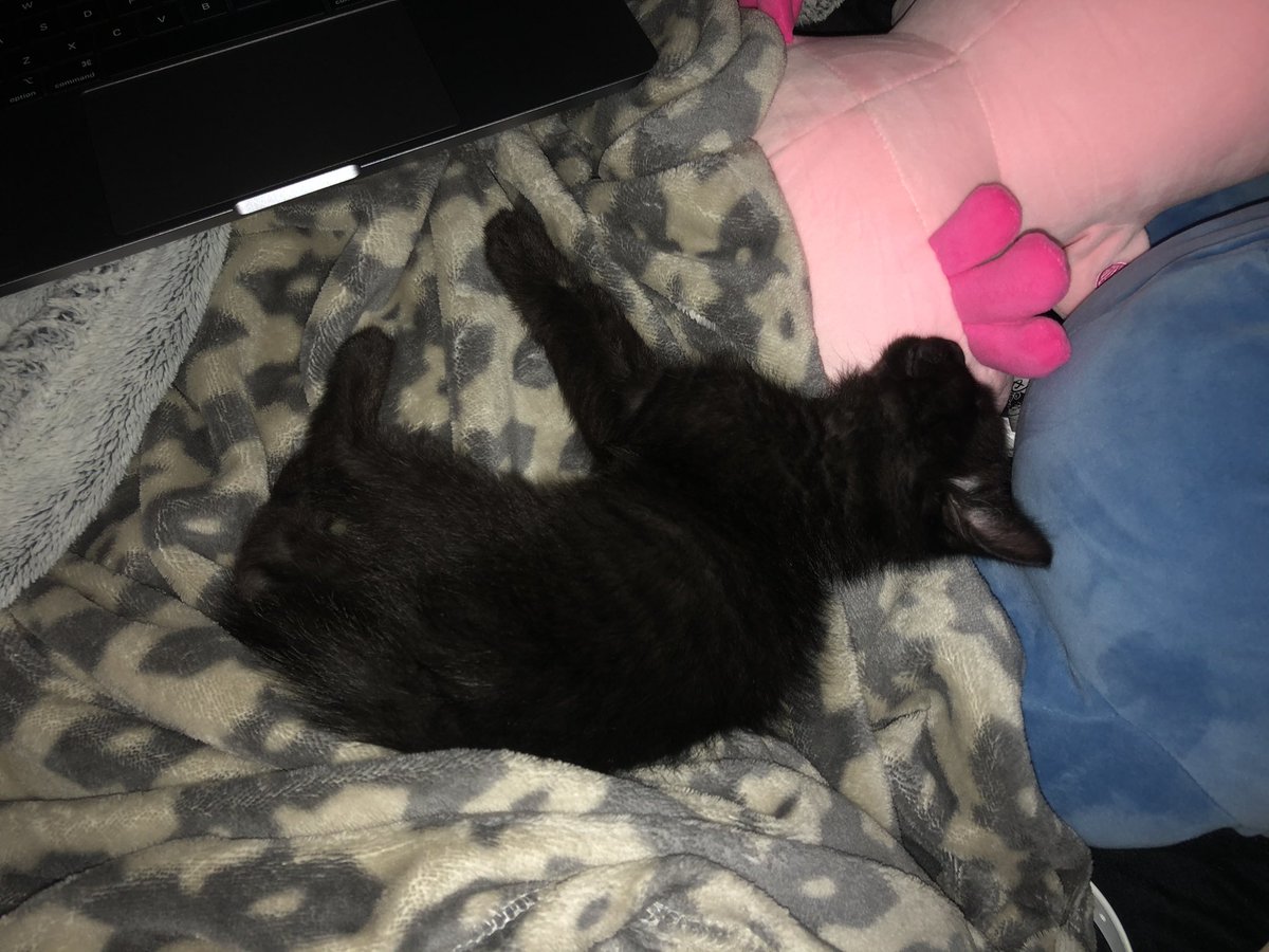 study buddy