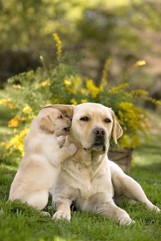 hk6205908's tweet photo. If you are a pet lover, I can say with 100% certainty that your soul is pure.
#laradorretriever #labsofinstagram #labradorlove #labradorpuppy #labradormix #dogoftheday #doglover #dogmom #AVeryGoodPremiereNight #DIORSS24xMileApo https://t.co/i0RsUNi3KQ