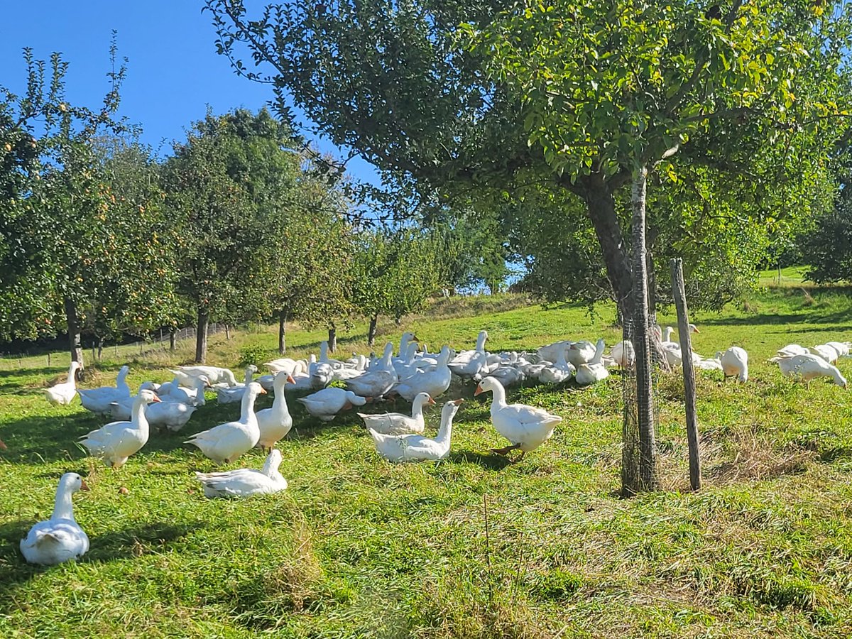 Agroforst_DeFAF's tweet photo. Exkursion 2: #silvopastoral|es #Agroforstsystem mit Gänsen und Bäumen auf der Staatsdomäne Emmemdingen-Hochburg. #Direktvermarktung ist hier sehr vorteilhaft, denn die Preise für das Obst sind eine Herausforderung.
#agroforst #forumagroforst #streuobst #landwirtschaft https://t.co/RLcE6jptX9