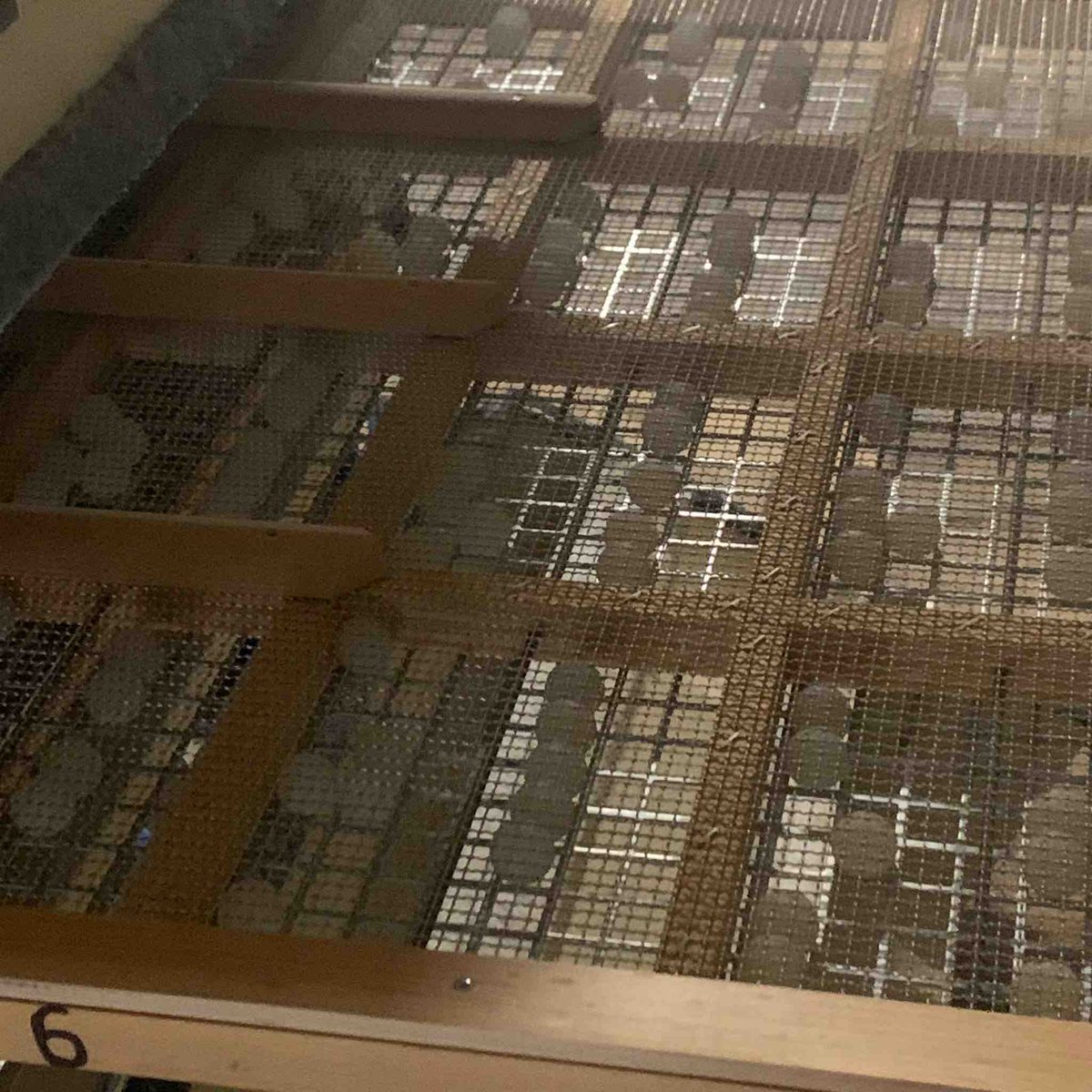 McArthur_Agri's tweet image. Access for changing screens on a JK Machinery VibroMAX is nice and simple. Easy to live with and operate means better results as operators do have the time to tweak and refine the equipment settings. #graincleaning #grainsorting #intercropping