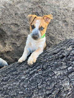 AfharCo's tweet photo. Hey if you live in Fl. Come on by on Oct. 7th. Food, Games, &amp; drinks! All for the dogs current &amp; future. Fundraiser at the Tavares Dog House sports Bar. See you there 12p  we must find a new home immediately! Thank you!  https://t.co/fgdAvNjiYt to donate! https://t.co/pdbTeuxeys