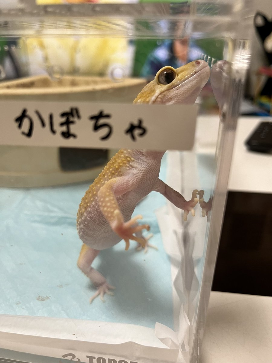 biwamugiGo's tweet photo. か���ちゃんは明日娘のとこにお引越しです😄先住レオパのこさめちゃんとこゆきちゃんと仲良くね😆
#レオパ　#かぼちゃ　#落ち着かない https://t.co/TrOGQevjCu
