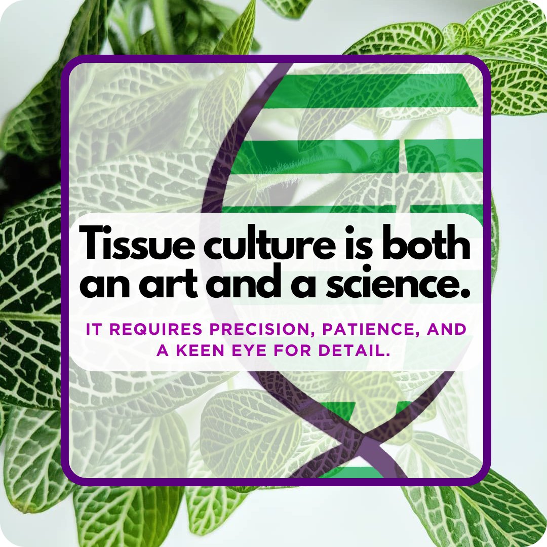 Plant tissue culture is an exciting field that allows us to grow plants in a controlled environment, free from pests and diseases.
#labretoria #duchefabiochemie #planttissueculture #plantagar #agrodiagnostics #agrochemicals #pathogens #plantagar  #cannabis #cannabiscultivation