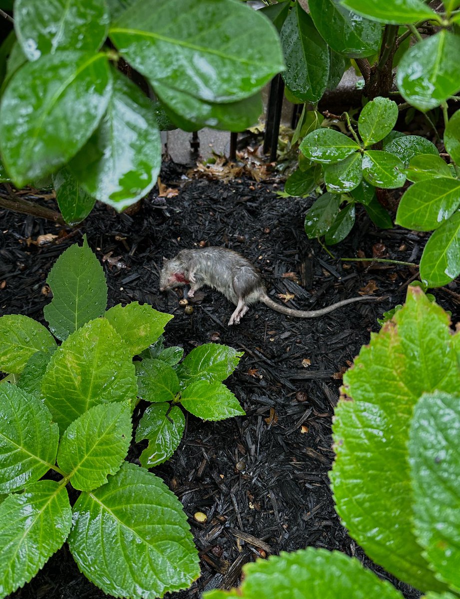 Lexi Mainland tweet media