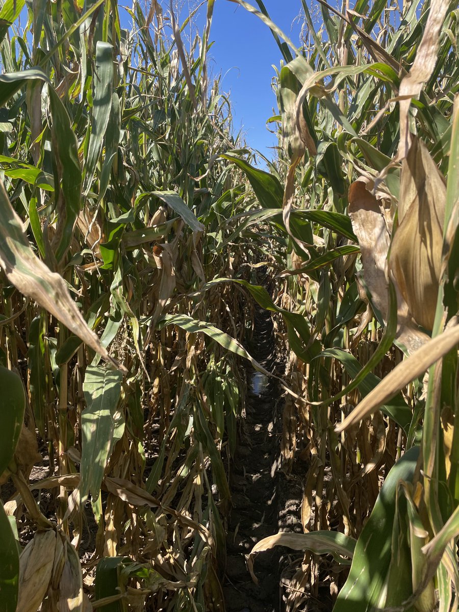 Maye85779's tweet photo. Two pass Miravis Neo on right vs one pass on the left.  Incredible plant health differences, same variety same field.  What’s it worth?  We’ll find out soon enough. https://t.co/VzslmJFuAr